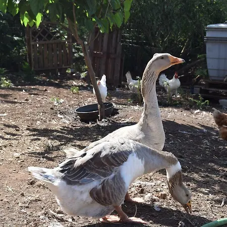 Farm stay Finca La Jaraca Tacoronte